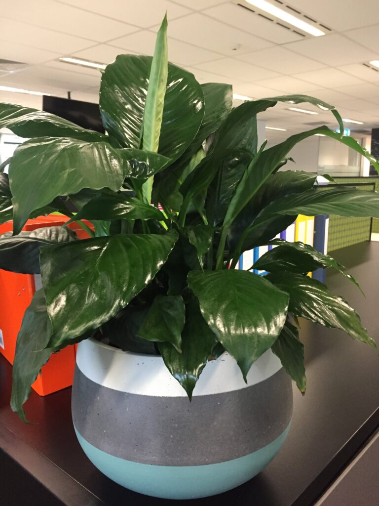 Large indoor plant in an office