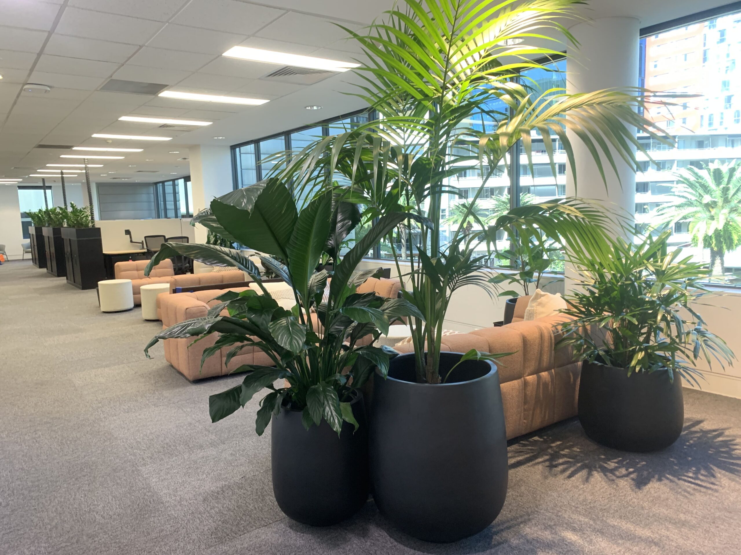 Plants in an office.