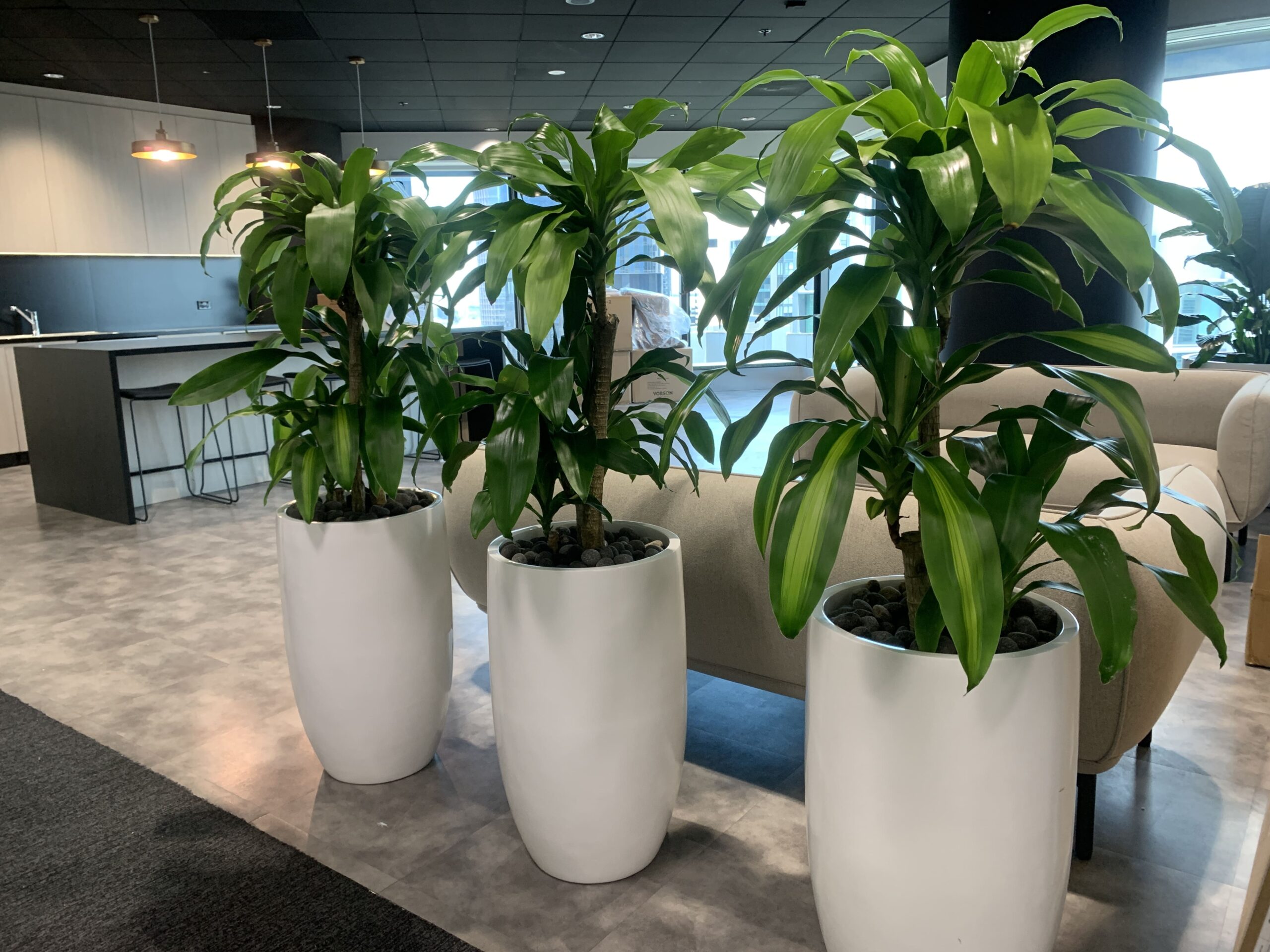 Plants in an office