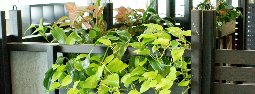 Green overhanging indoor plant