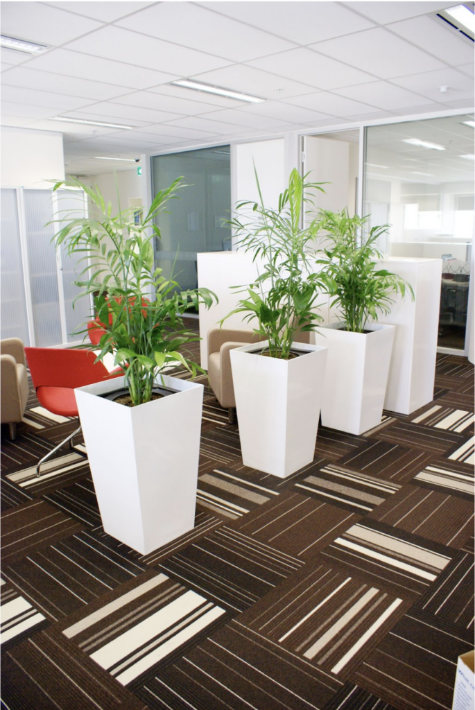 Low Maintenance Indoor Plant In Office Space 685x1024 