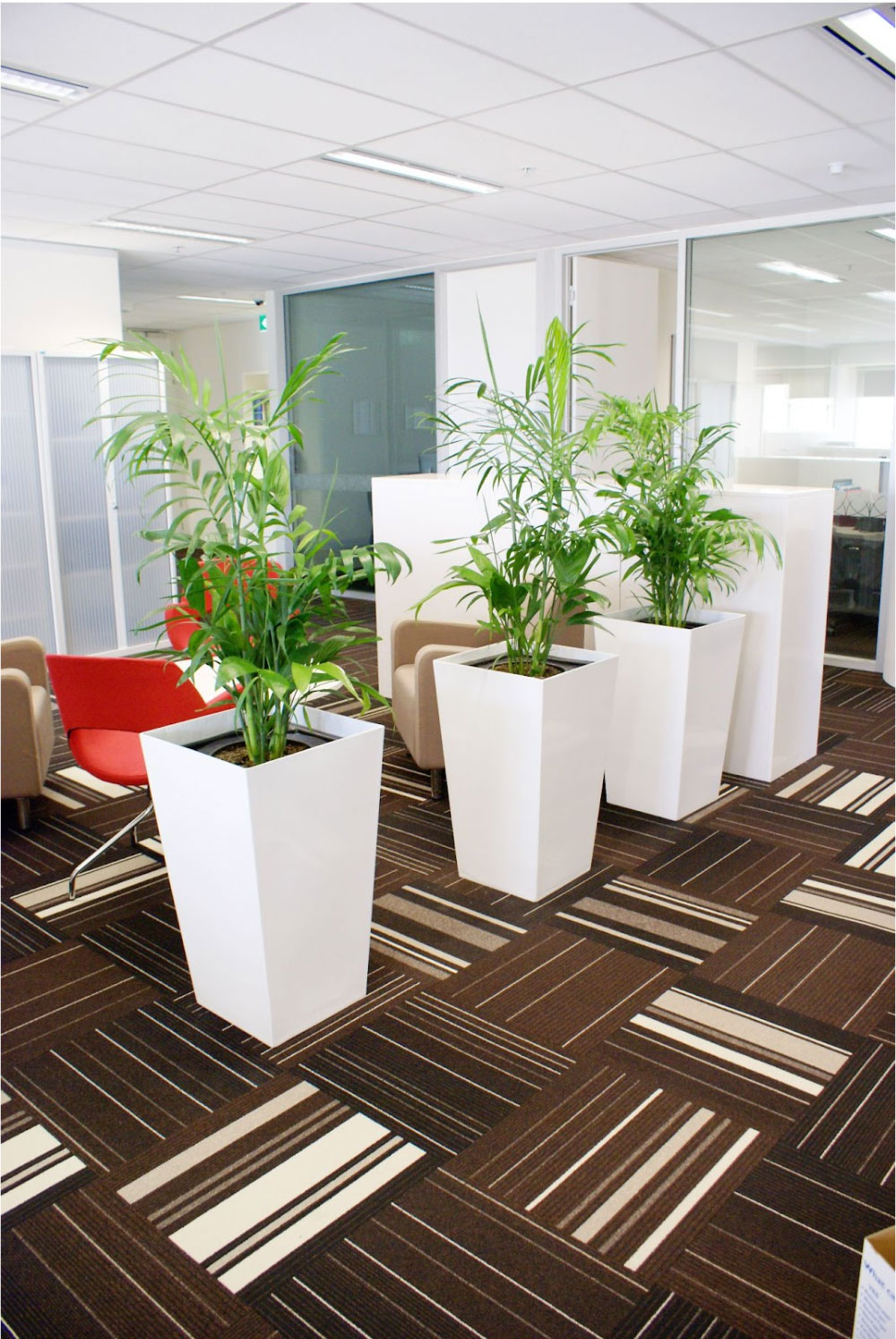 Low-maintenance indoor plant in office space