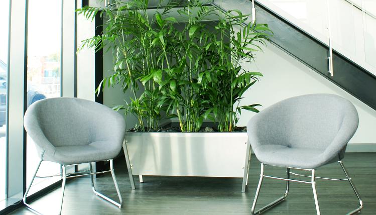 Waiting room with two grey armchairs and greenery by Prestigious Plantscapes in a large silver rectangle pot