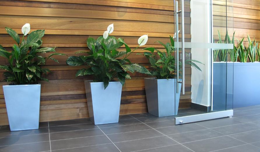 Three large white peace lily's in large grey pots in an entrance way