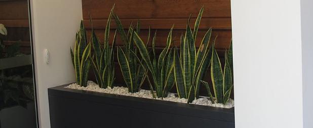 Dracaena trifasciata's in a dark grey pot filled with white pebbles