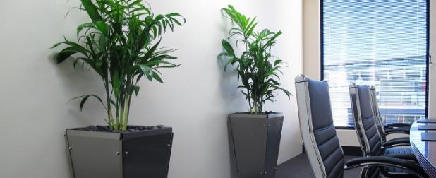 Greenery in tall grey pots in a board room with a large window