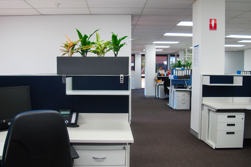 Indoor office plants on desk