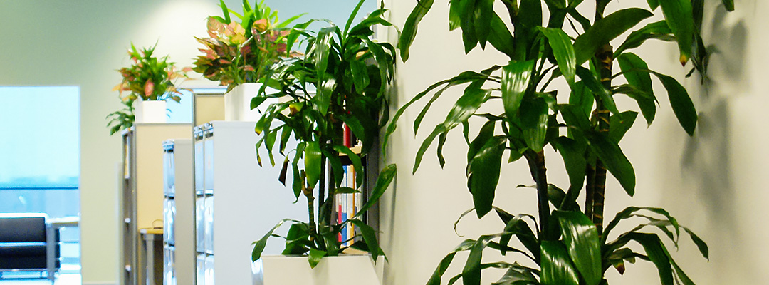 Indoor plants improve air quality