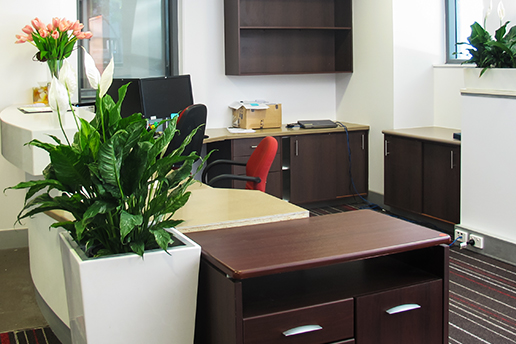 Three simple indoor plants around a desk area