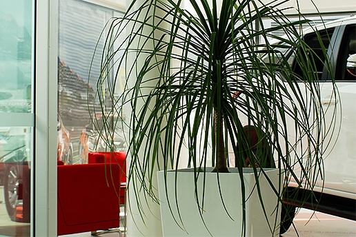 Business Impression - Indoor Plant Hire Brisbane - Prestigious Plantscapes