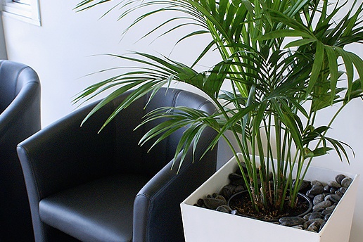 Indoor plant in reception area