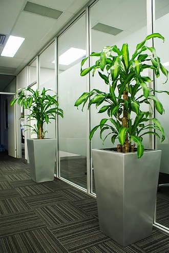 Business Impression - Office Plant Hire Services - Prestigious Plantscapes