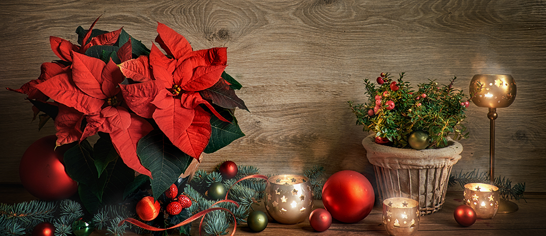 Our Favourite Indoor Plants for Christmas Decorating